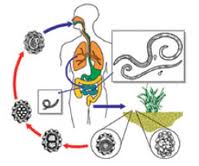 Схема развития аскариды